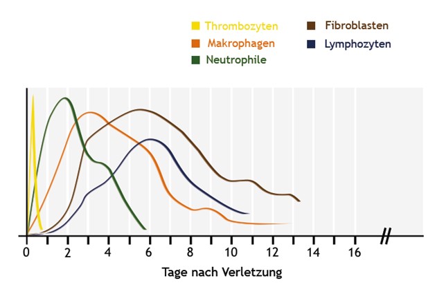 Wundheilungsphasen